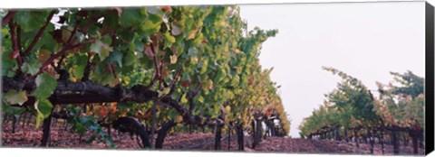 Framed Crops in a vineyard, Sonoma County, California, USA Print