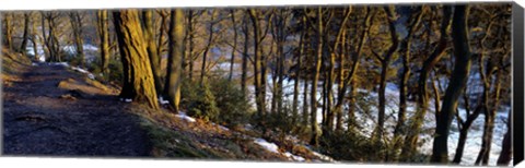 Framed Walkway Passing Through The Forest, Bridgestone Walk, North Yorkshire, England, United Kingdom Print