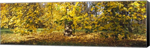 Framed Trees in autumn, Stuttgart, Baden-Wurttemberg, Germany Print