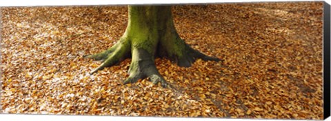 Framed Low section view of a tree trunk, Berlin, Germany Print