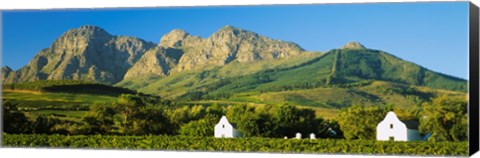 Framed Vineyard in front of mountains, Babylons Torren Wine Estates, Paarl, Western Cape, Cape Town, South Africa Print