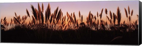 Framed Silhouette of grass in a field at dusk, Big Sur, California, USA Print