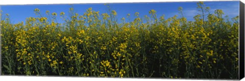 Framed Canola Flower Field in Edmonton Print