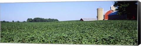 Framed Soybean Field and Barn in Kent County Print