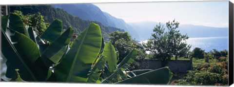 Framed Banana trees in a garden at the seaside, Ponta Delgada, Madeira, Portugal Print