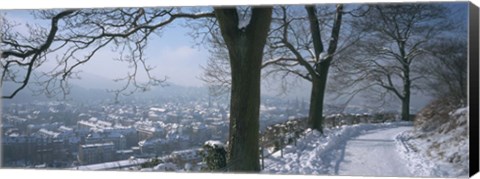 Framed Trees along a snow covered road, Freiburg Im Breisgau, Breisgau, Baden-Wurttemberg, Germany Print