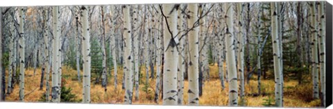 Framed Aspen trees in a forest, Alberta, Canada Print