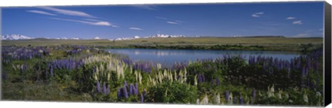 Framed Flowers blooming at the lakeside, Lake Pukaki, Mt Cook, Mt Cook National Park, South Island, New Zealand Print