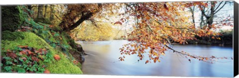 Framed Trees along a river, River Dart, Bickleigh, Mid Devon, Devon, England Print