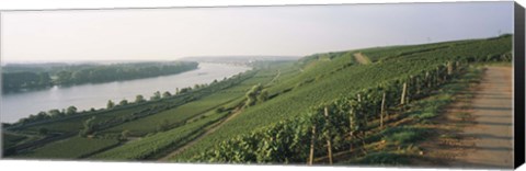 Framed Vineyards along a river, Niersteiner Hang, Rhine River, Nackenheim, Mainz-Bingen, Rheinhessen, Rhineland-Palatinate, Germany Print