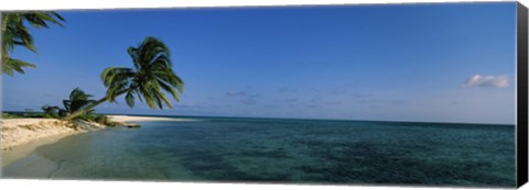 Framed Palm tree overhanging on the beach, Laughing Bird Caye, Victoria Channel, Belize Print