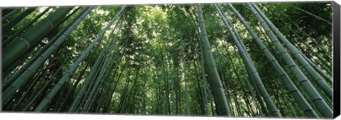 Framed Low angle view of bamboo trees, Arashiyama, Kyoto Prefecture, Kinki Region, Honshu, Japan Print