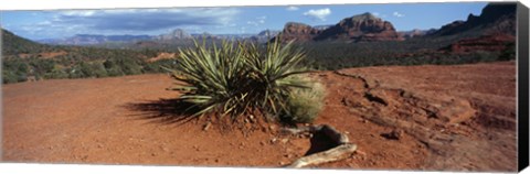 Framed Yucca plant growing in a rocky field, Sedona, Coconino County, Arizona, USA Print