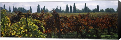 Framed Vineyards with trees in the background, Apennines, Emilia-Romagna, Italy Print