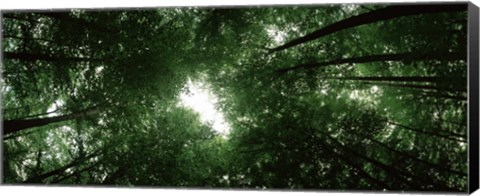 Framed View of Sky through Beech trees, Germany Print