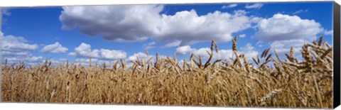 Framed Wheat crop growing in a field, near Edmonton, Alberta, Canada Print