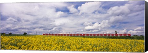 Framed Commuter train passing through oilseed rape (Brassica napus) fields, Baden-Wurttemberg, Germany Print