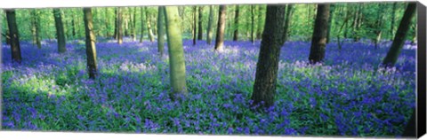 Framed Bluebells in a forest, Charfield, Gloucestershire, England Print