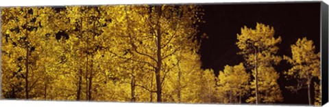 Framed Aspen trees in autumn with night sky, Colorado, USA Print