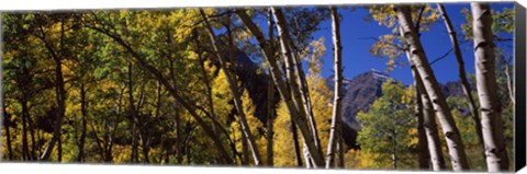 Framed Aspen trees with mountains in the background, Maroon Bells, Aspen, Pitkin County, Colorado, USA Print