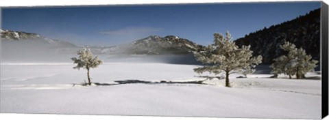 Framed Trees on a snow covered landscape, French Riviera, France Print