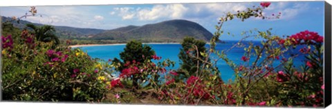 Framed Tropical flowers at the seaside, Deshaies Beach, Deshaies, Guadeloupe Print