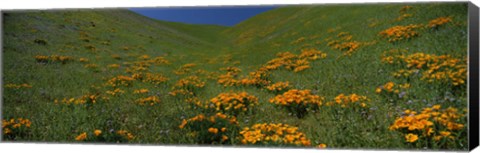 Framed Orange Wildflowers on a hillside, California Print