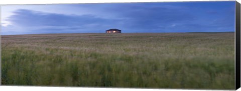 Framed Barley field with a house in the background, Orkney Islands, Scotland Print