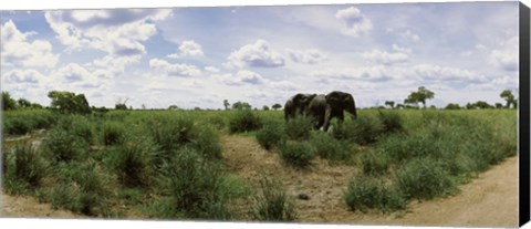 Framed African elephants (Loxodonta africana) in a field, Kruger National Park, South Africa Print