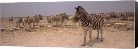 Framed Herd of Burchell&#39;s zebras (Equus quagga burchelli) in a field, Etosha National Park, Kunene Region, Namibia Print