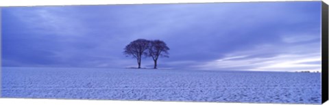 Framed Twin trees in a snow covered landscape, Warter Wold, Warter, East Yorkshire, England Print