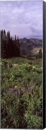 Framed Forest, Washington Gulch Trail, Crested Butte, Gunnison County, Colorado (vertical) Print