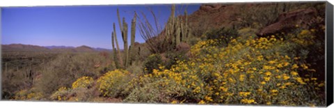 Framed Organ Pipe cactus and yellow wildflowers, Arizona Print