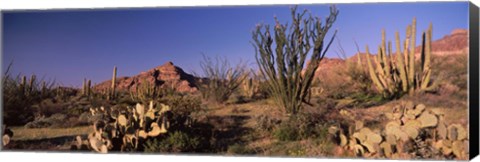 Framed Organ Pipe Cacti, Organ Pipe Cactus National Monument, Arizona, USA Print