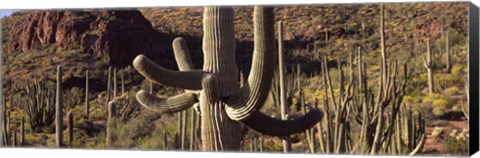 Framed Cacti on a landscape, Arizona Print