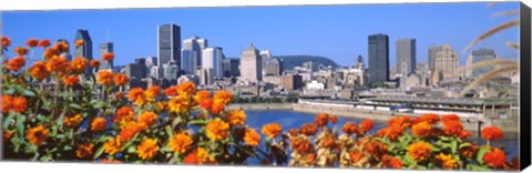 Framed Blooming flowers with city skyline in the background, Montreal, Quebec, Canada 2010 Print