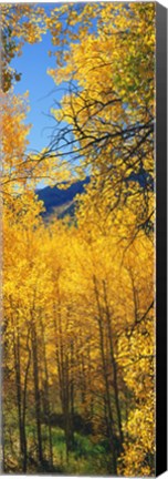 Framed Valley with Aspen trees in autumn, Colorado, USA Print