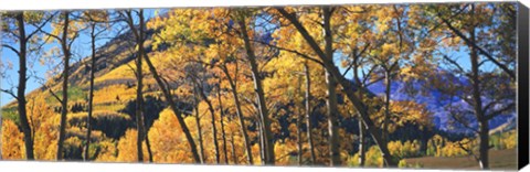 Framed Aspen trees in autumn with mountain in the background, Maroon Bells, Elk Mountains, Pitkin County, Colorado, USA Print