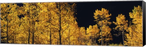 Framed Aspen trees in autumn, Colorado, USA Print