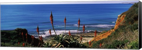 Framed Flowers and plants on the beach, Alvor Beach, Algarve, Portugal Print