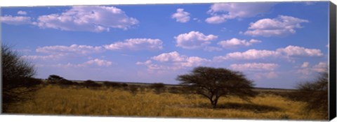 Framed Landscape view of arid savannah in the dry season, Central Kalahari Game Reserve, Botswana Print