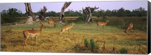 Framed Herd of impalas (Aepyceros Melampus) grazing in a field, Moremi Wildlife Reserve, Botswana Print