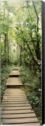 Framed Stepped path surronded by Bamboo shoots, Oheo Gulch, Seven Sacred Pools, Hana, Maui, Hawaii, USA Print