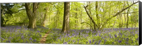 Framed Trees in a forest, Thursford Wood, Norfolk, England Print