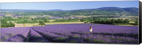 Framed Woman in a field of lavender near Villars in Provence, France Print