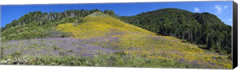 Framed Sunflowers and larkspur wildflowers on hillside, Colorado, USA Print