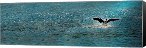 Framed Bird taking off over water Print