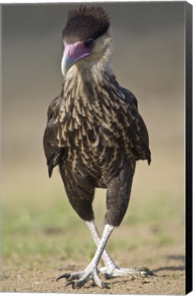 Framed Close-up of a Crested caracara (Polyborus plancus), Brazil Print