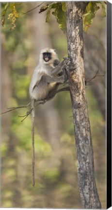 Framed Hanuman langur (Semnopithecus entellus) on a tree, India Print