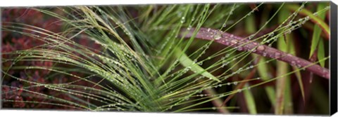 Framed Dew drops on grass Print